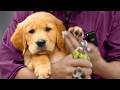 This Puppy Made My Job Impossible