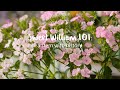 Sweet William 101: a stem with history