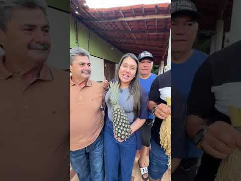 São Domingos do Maranhão capital do abacaxi