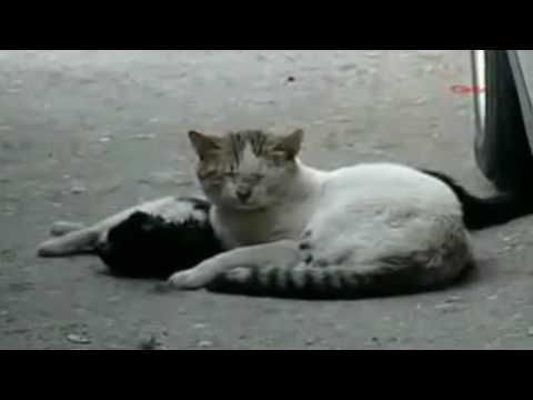 comment soigner la queue d'un chat