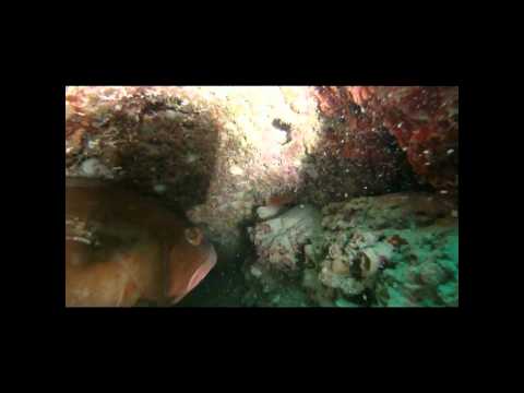 GoPro Video of Gulf of Mexico Shallow Reef Diving