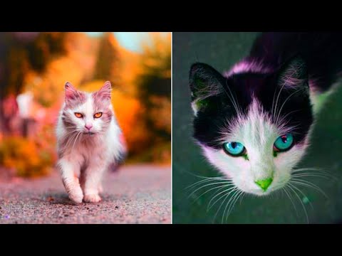 baby cats- cute and funny cat videos compilation #21 l sunil animals world