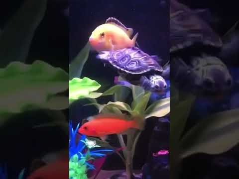 HUG A TURTLE! 🥰 #diamondbackterrapin #turtle #reptile #pets #cute