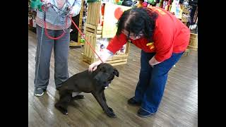 Video preview image #1 Chocolate Labrador retriever-Labrador Retriever Mix Puppy For Sale in Enfield, CT, USA