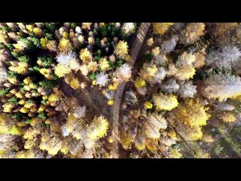 Foliage Valle d'Aosta 2023 -  Valgrisenche | 4k Cinematic