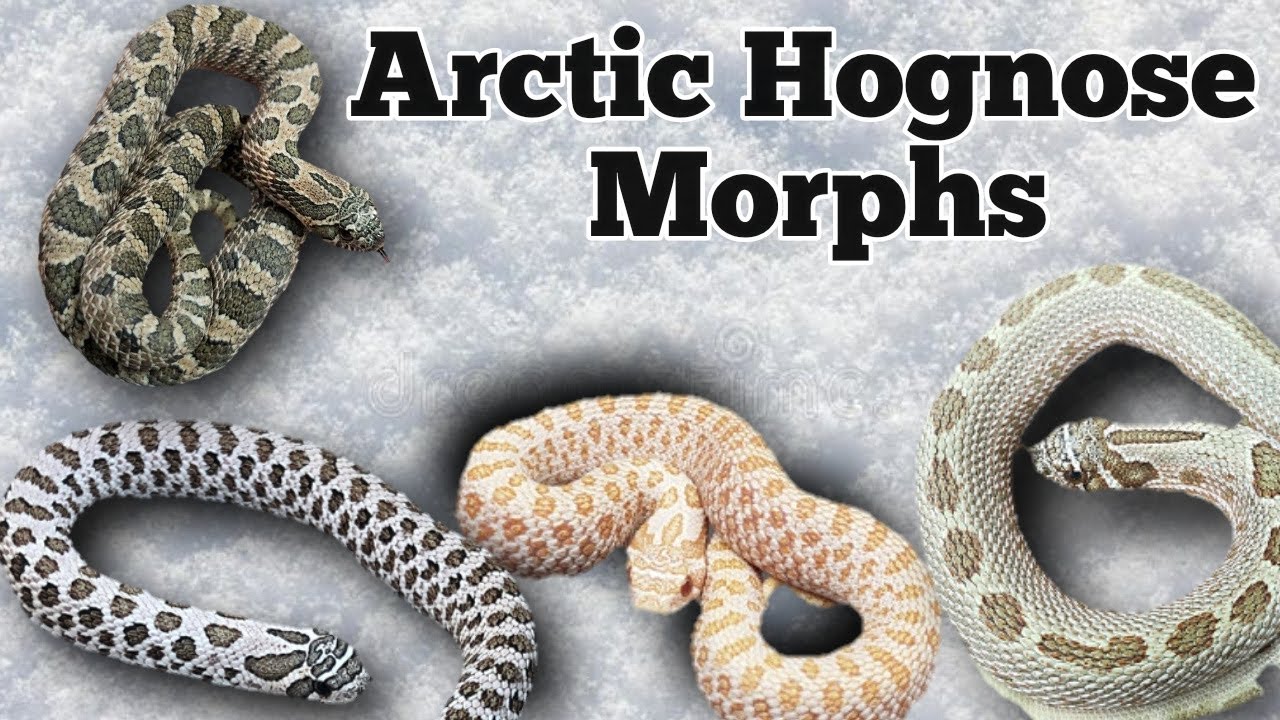 The Arctic Morph and Gene Combinations in Hognose Snakes