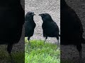 Crow Mates Do A Little Dance When They See Each Other Crowlovers Crow