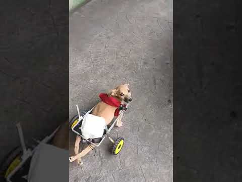 The dog that was born lame