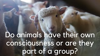 Do animals have their own consciousness or are they part of a group?
