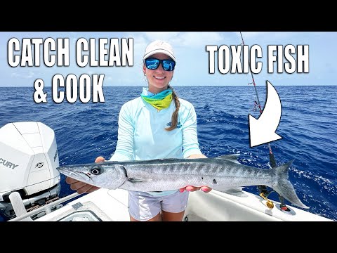 CATCH CLEAN AND COOK BARRACUDA - TOXIC FISH!