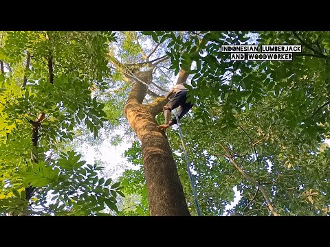 High risk !! This tall easily broken tree must be cut down from above.