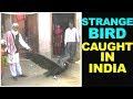 Huge Strange Bird Caught in India |जटायु पक्षी घर से पकड़ा गया