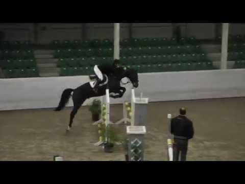 Casall 5 yo stallion; here the debut from last year