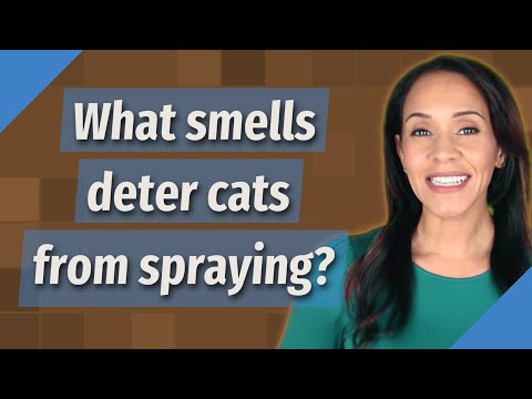 What smells deter cats from spraying?