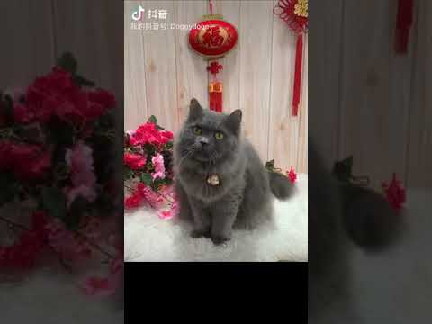 Cat Cat Ready For Chinese New Year!!!