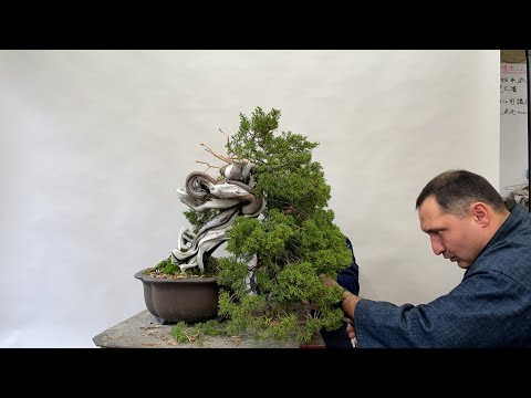 Kinbon Bonsai magazine Live streaming 真柏盆栽創作