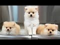 Three Pomeranian Puppies One Groomer Zero Self Control