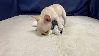 フレンチブルドッグの動画01