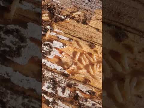 Finding bugs with mommy