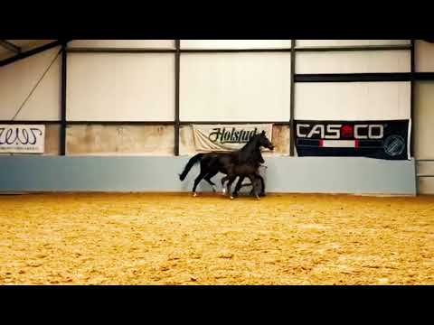 P'ironaline Secret x Negro x Samba hit