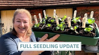 March Seedling Update. Wins, Fails & Potting On Tips // Cottoverdi