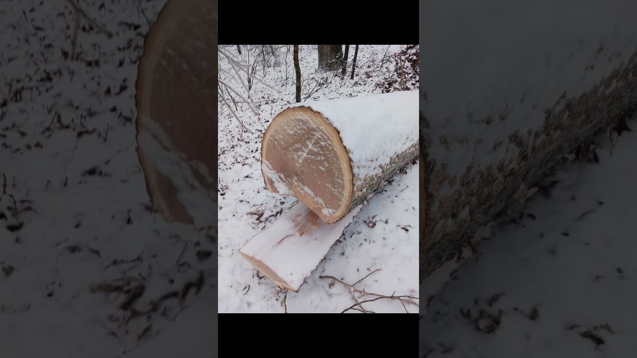 Winter at my house (January 7, 2025) #Shorts #Winter