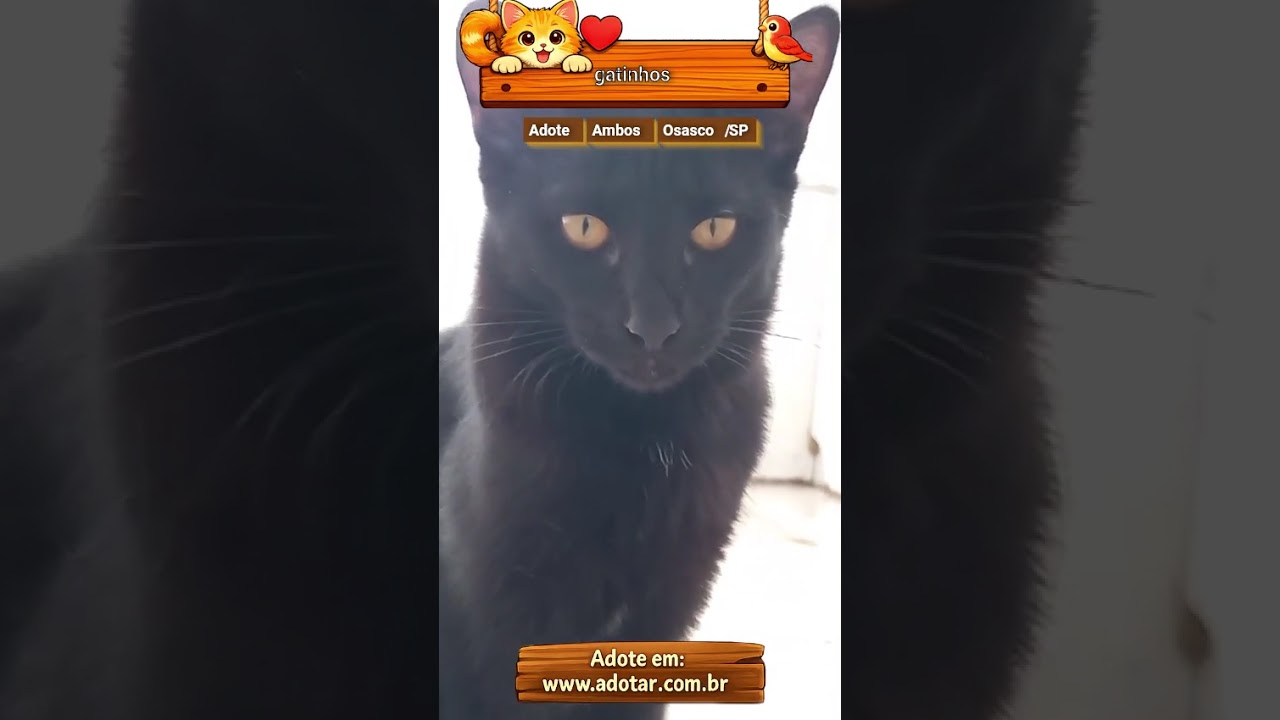 Gato raça SRD-ViraLata idade 2 a 6 meses nome gatinhos 