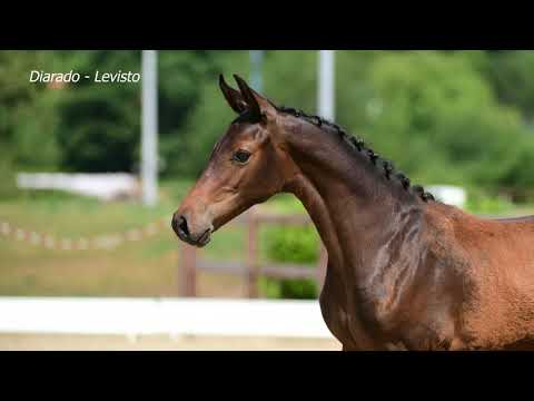 TRAILER - Holsteiner Fohlenauktion am 8. September 2018