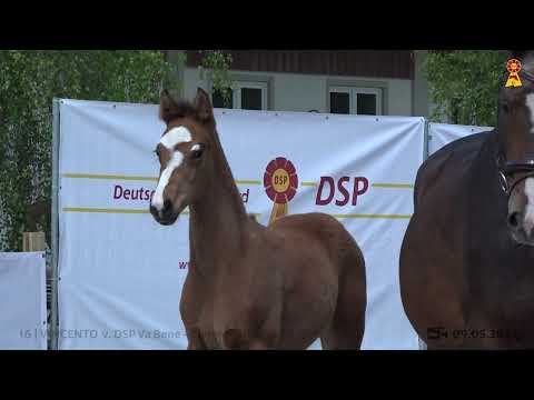 Lot 16: Hengstfohlen v. Va Bene x Livigno