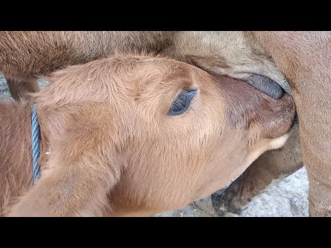 so cute baby milking and create a satisfying video .this video make relaxation in human minds