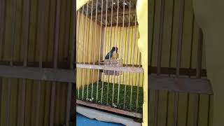 Download lagu murai buluh hutan (pasir puteh) mp3 Download lagu murai buluh hutan (pasir puteh) mp3