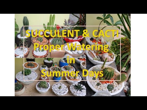 , title : 'Succulent & Cacti Proper Watering in Summer Days'