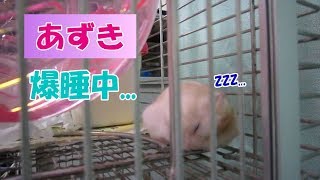 あずき(3F)　家の外で熟睡するジャンガリアンハムスター