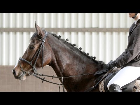 Holsteiner Stute von Cormint - Linaro