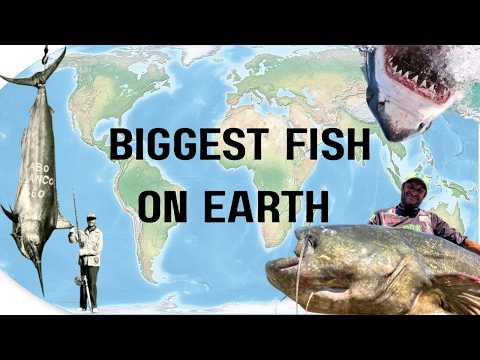 The Biggest Fish Ever Caught (by continent)
