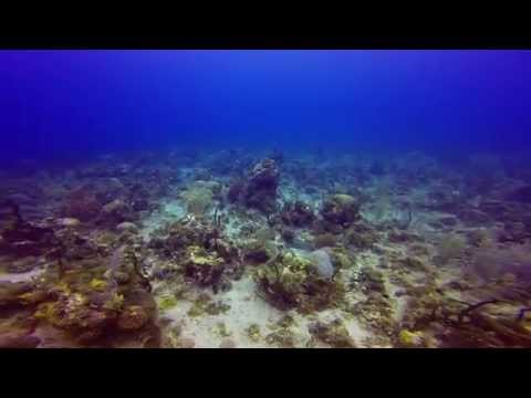 Diving on Shark Reef, Negril Jamaica on 5-1-14