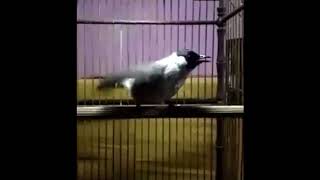 Download lagu Kutilang Berisik Ngamuk Ga Bisa Tidur mp3