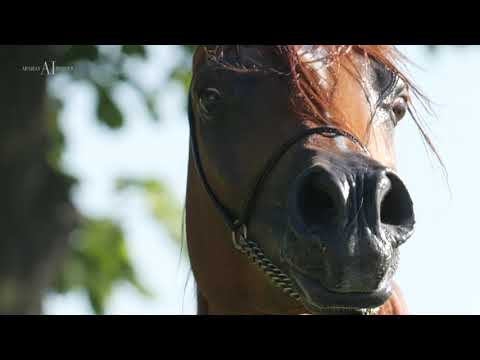 PRIDE OF POLAND 2021 SUMMER SALE S/10 DYPLOMACJA (Empire x Dżakarta / Piruet)