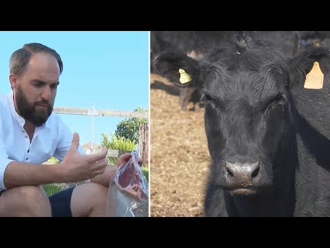 Beliebtes Fleisch: Schottische Rinder im Mühlviertel