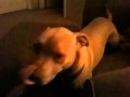 Woods Growling Alone
