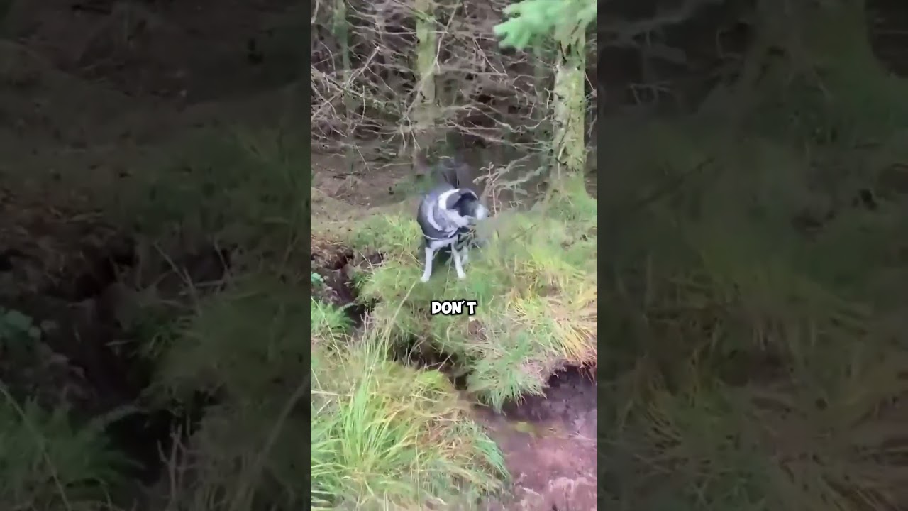 Breathing Forest **REVEALED** #shorts😱🌳