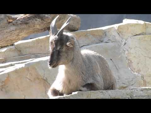 ネモルヘドゥス ゴーラル