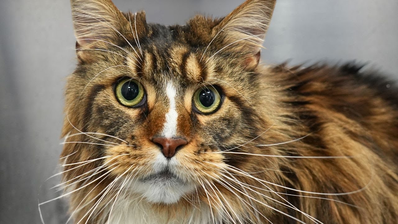 Today I Wrestled A 30 Pound Maine Coon Cat