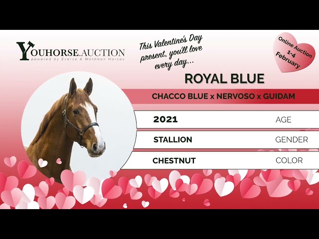 Royal Blue under the saddle