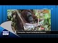 Tonight S Headline Orangutan Tertangkap Kamera Tengah Mandi
