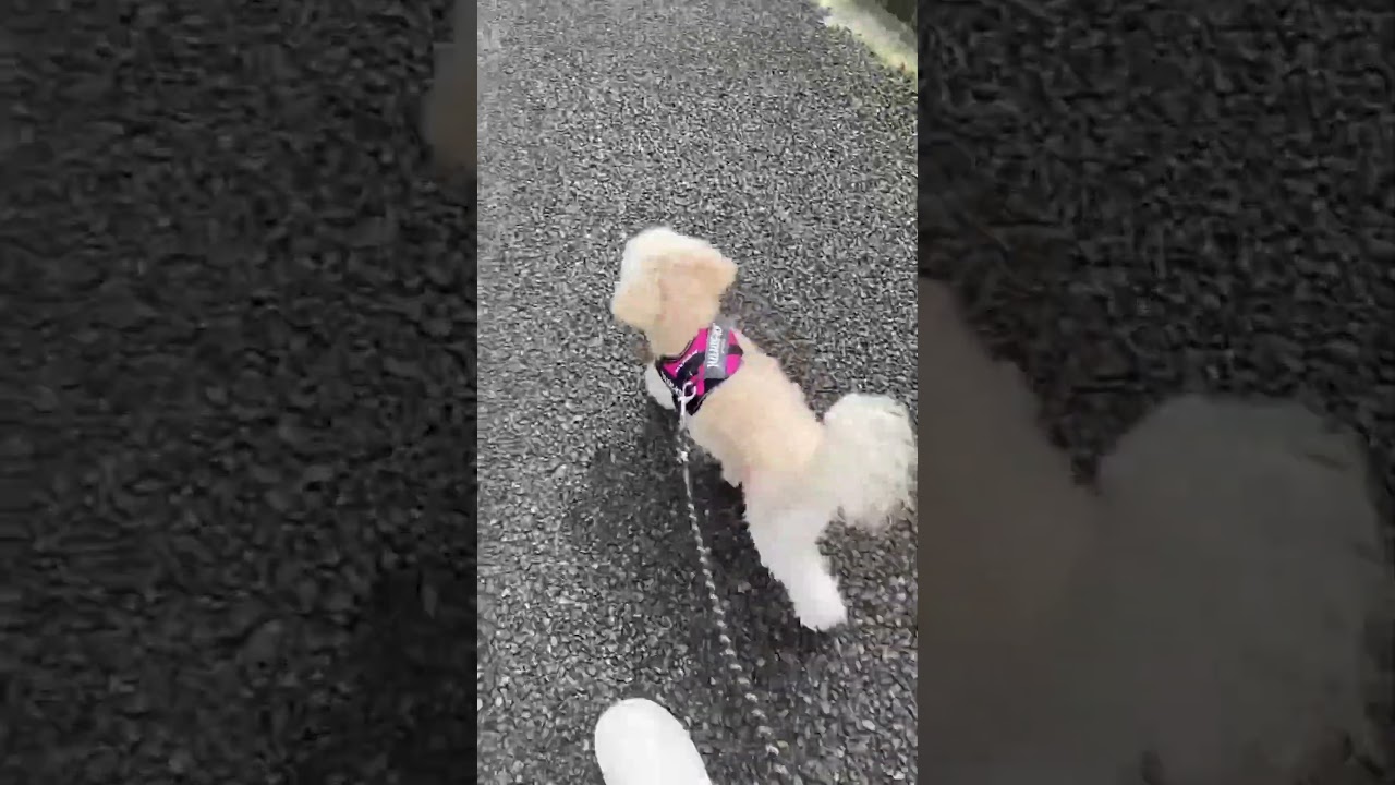 She turns every walk into happiness 🐶✨　#shorts #dogwalk #toypoodle