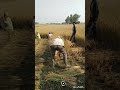 Nimadi Status