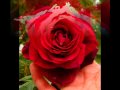 The History Of The Rose