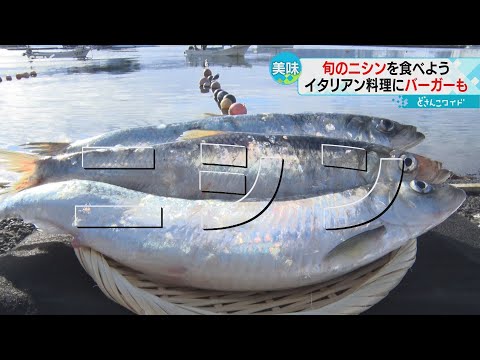 北海道でいま一番アツいお魚&hellip;それはニシン！イタリアンにバーガーも　各地で席巻ニシン料理