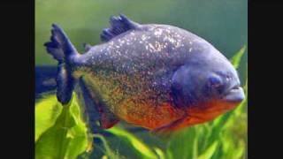 The Prodigy - Piranha